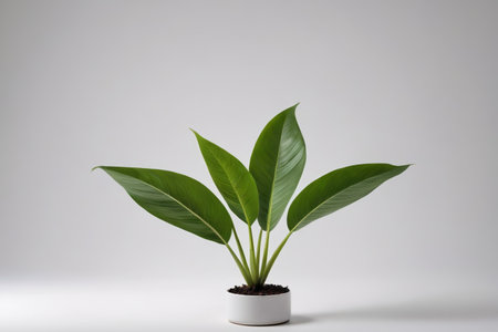 Green houseplants in white potsの素材