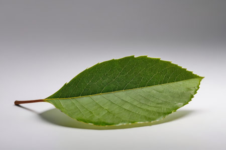 Close-up of a green single bladeの素材