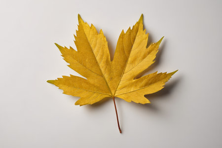 Yellow Maple Leaf Close-up Still Life Materialの素材