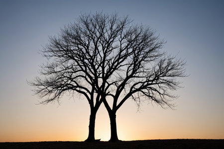 Outdoor scene of two bare trees at sunsetの素材