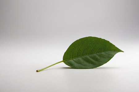 Close-up still life of a single green leafの素材