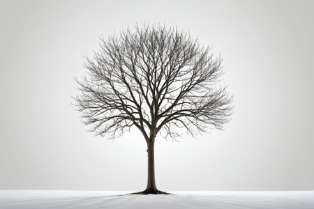 Bare single trees in the snowの素材