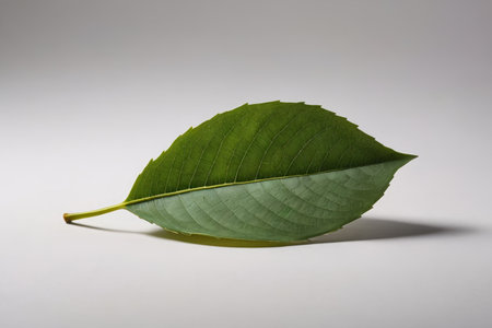 Green Leaf Close-up Materialの素材