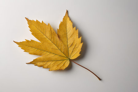 Yellow Maple Leaf Close-up Materialの素材
