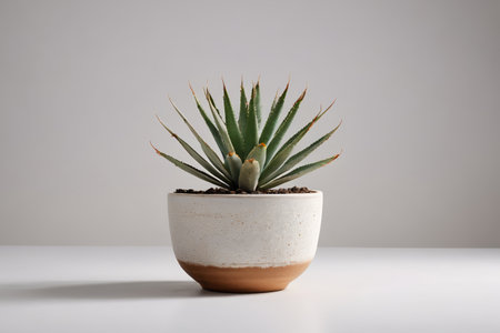 Close-up of a potted aloe vera still lifeの素材