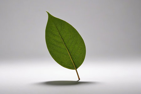 Single green leaf close-up materialの素材