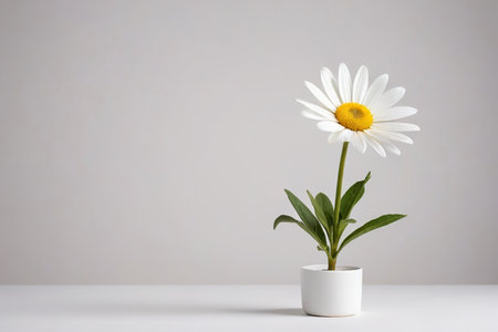 Daisy Still Life in White Flower Potの素材