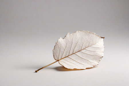 Close-up still life of a single dead leafの素材