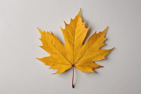 Close-up of yellow maple leavesの素材