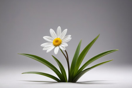 Close-up of a single white daisy plantの素材