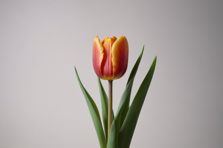 there is a single flower in a vase on a tableの素材