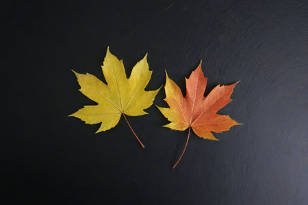 two yellow and red leaves on a black surfaceの素材