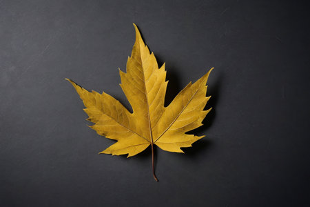 arafed leaf on a black surface with a dark backgroundの素材