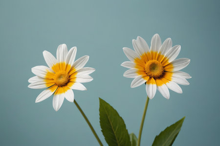 there are two white and yellow flowers with green leaves in a vaseの素材