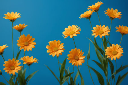 yellow flowers against a blue sky with a few green leavesの素材