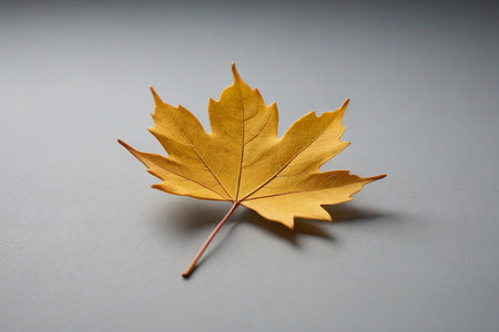 there is a yellow leaf that is laying on a tableの素材