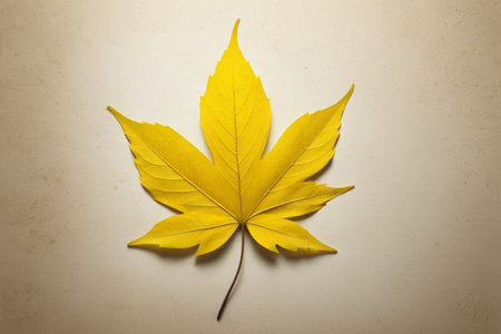 The quiet beauty of the golden maple leaves, the veins under the warm autumn sunの素材