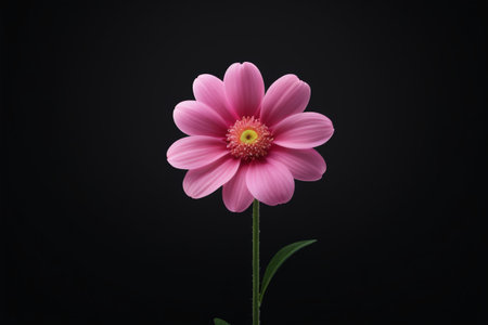 Pink single flower close-upの素材