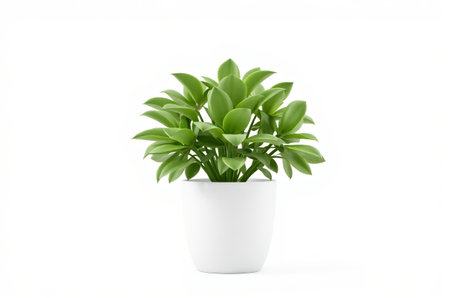 Green potted plants in white potsの素材