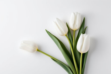 White Tulip Flower Still Lifeの素材