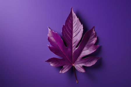 Single maple leaf on purple backgroundの素材