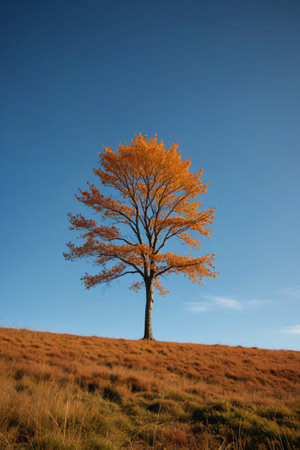 arafed tree on a hill with a blue sky in the backgroundの素材