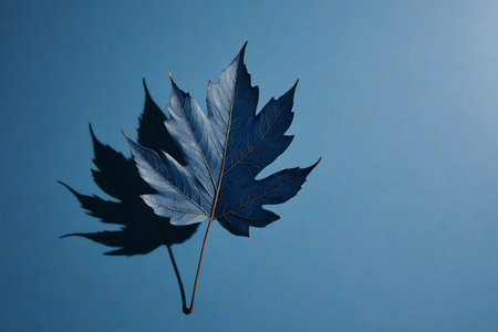 Close-up of maple leaves on blue backgroundの素材