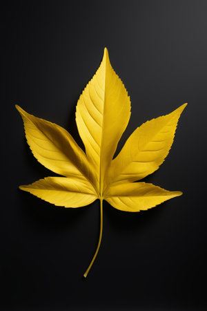 Yellow maple leaves on black backgroundの素材
