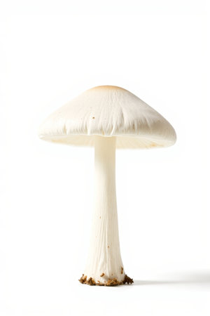 Close-up of white mushroomsの素材