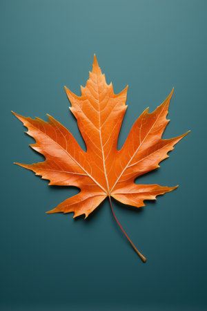 there is a leaf that is laying on the groundの素材