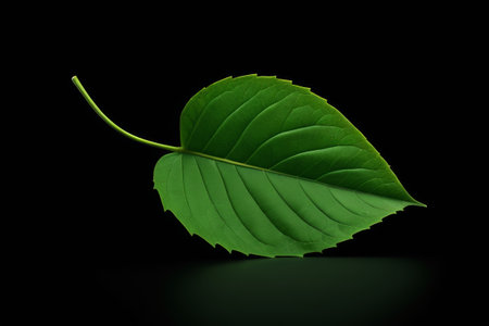 Green single blade material on black backgroundの素材