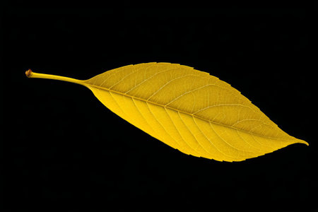 Close-up of yellow simple leavesの素材