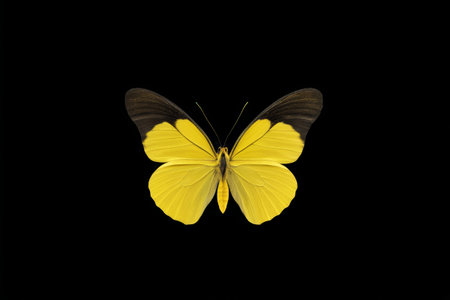 Yellow Butterfly Close-up Materialの素材