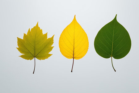 Close-up of yellow-green green leavesの素材