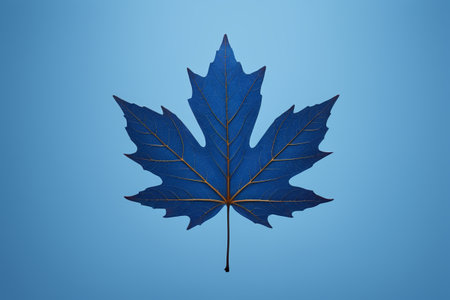 Close-up of maple leaves against a blue backgroundの素材