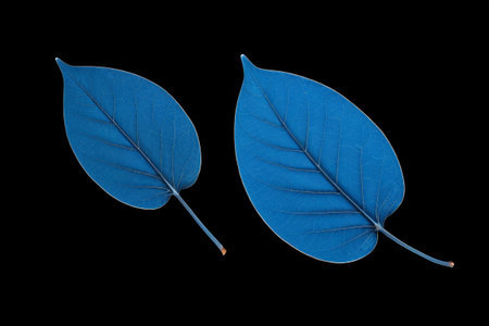 Close-up material of blue bladesの素材