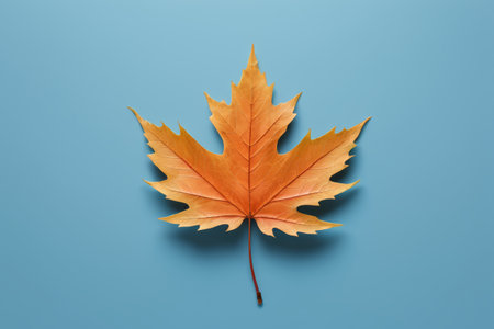 Orange maple leaves on a blue backgroundの素材