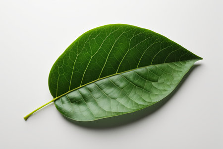 Close-up of a single green plant leafの素材