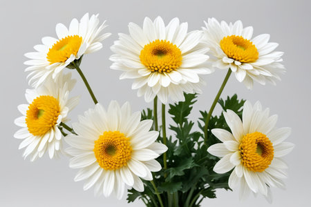 Close-up of white daisyの素材