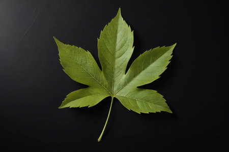 Green single leaf on black backgroundの素材