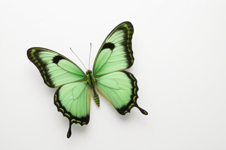 Green Butterfly Macro Close-upの素材