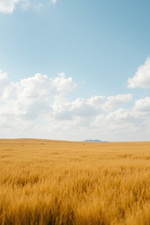 Vast wheat fields and blue sky and white cloudsの素材