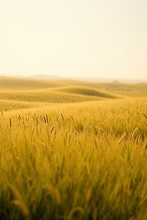 Golden wheat fields natural sceneryの素材