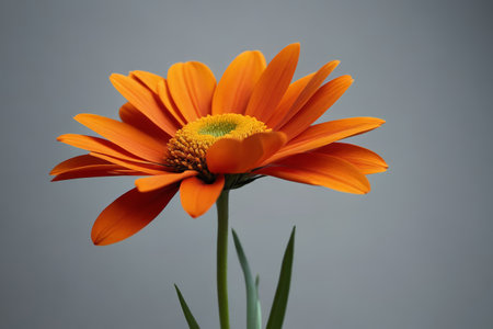there is a single orange flower with a yellow center on a gray backgroundの素材