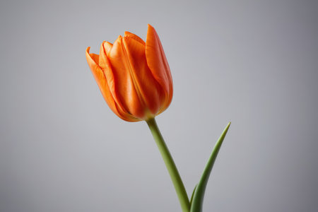 there is a single orange flower in a vase on a tableの素材