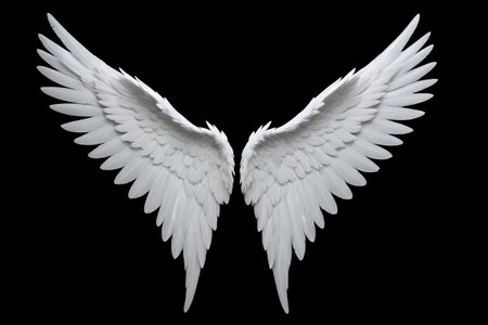 a close up of a pair of white wings on a black backgroundの素材