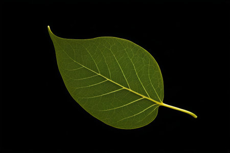 arafed leaf with a thin stem on a black backgroundの素材