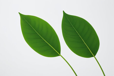 there are two green leaves that are on a stemの素材