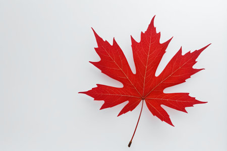 arafed red leaf on a white surface with a white backgroundの素材