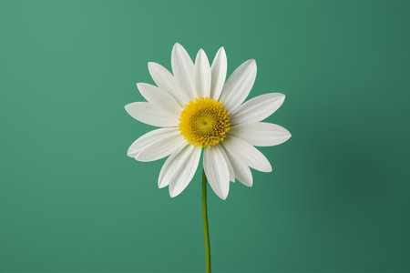 there is a white flower with yellow center on a green backgroundの素材